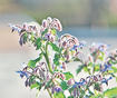 Borago officinalis