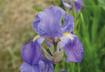 Manuale-fiori-erbe-01
