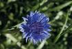 Manuale-fiori-erbe-03