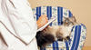 Gatti, amore e gelosia