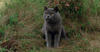 Pet Sematary